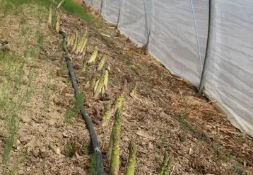 Le turion a besoin de lumière pour produire de la chlorophylle ou des anthocyanes.  © RFL