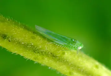 Les cicadelles vertes (ici Empoasca vitis) sont très polyphages et peuvent affecter notamment les cultures fruitières. © G.Hampshire