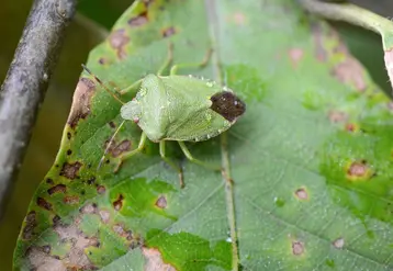 Les dégâts de punaises phytophages, comme Palomena prasina, sont significativement réduits par l'installation de filets insect-proof dans les vergers. © JC Streito / Inrae