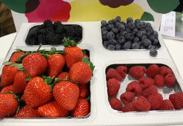 L’Europe reste la principale destination des fruits rouges marocains dont plus de 30 % à destination de l'Espagne. © MLC