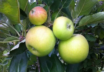 Les fruits pygmées sont des fruits qui ne grossissent pas. Ils sont favorisés par certains mélanges hormonaux. © SudExpé
