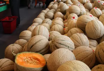 Les principaux critères de choix d'un melon sont son prix, son parfum et son origine pour le consommateur. © RFL