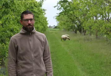 En médaillon, Guillaume Brisard compte installer à terme une trentaine de moutons Shropshire pour gérer l'enherbement de ses vergers. © A. Lasnier