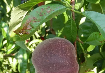 La maladie des taches bactériennes, causée par la bactérie Xanthomonas arboricola pv. pruni, est à l’origine de dégâts importants sur pêcher. © Sefra