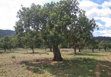 La caroubier est un arbre traditionnel aux îles Baléares, qui trouvent un intérêt commercial croissant à une production plus intensive. © APAEMA