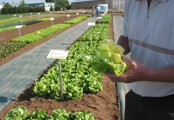Les industriels recherchent des salades faciles à manipuler et à déliter.  © RFL