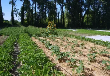 Les microfermes ont les surfaces cultivées en légumes les plus faibles de 0,5 ha cultivé en plein champ et 0,04 ha de légume sous abri. © CTIFL