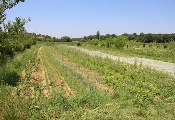 Trouver des clefs de viabilité des microfermes est un des aspects recherchés par le projet MMBio. © RFL