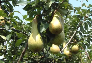 La France a produit 130 000 t de poire en 2020, un volume qui a été divisé par deux en vingt ans. © RFL