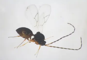 G. brasiliensis a montré une bonne acclimatation sur une culture de fraise sous abri et il a parasité D. suzukii. © CTIFL