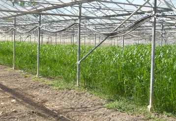 Le sorgho, installé en interculture, permet de lutter contre certaines espèces de nématodes.