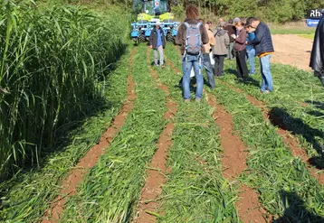 Le CTIFL a évalué deux méthodes alternatives de destruction des couverts végétaux lors du projet Clé de Sol : broyage + occultation et strip-till (en photo, démonstration de strip-till lors de Tech & Bio).