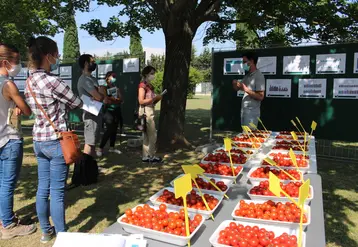 En 2021, le CTIFL évalue dix variétés de tomate cerise rouge pour une récolte en vrac sous serre chauffée.