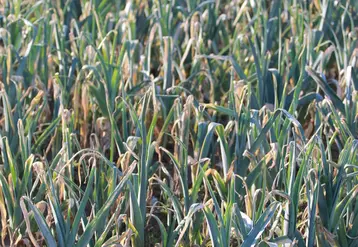Le projet Apostim évalue des produits algaux pour renforcer une gestion délicate des maladies du poireau, comme ici le mildiou.