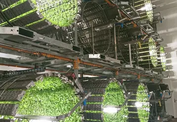 Les futures fermes contiendraient 400 systèmes de culture empilés les uns sur les autres. 