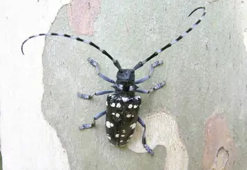 Anoplophora chinensis peut parcourir jusqu'à 2 km au vol.