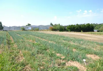 Désherbage chimique raisonné, biocontrôle, désherbage mécanique et désherbage thermique ont été évalués seuls ou en combinaison.