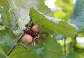 Le balanin de la noisette et les punaises phytophages sont les principales cibles de la recherche sur le biocontrôle.