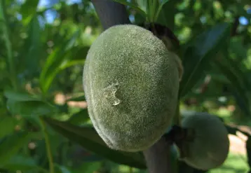 Eurytoma pond ses larves dans les amandes avant le durcissement de la gove.
