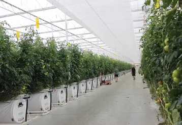 Une trentaine d'équipements faisant l'objet de fiches CEE concernent les producteurs de légumes.
