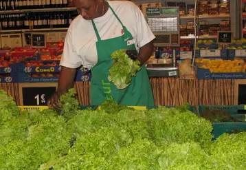 La fraîcheur et l’aspect représentent le premier critère d’achat des salades, quel que soit le type variétal.