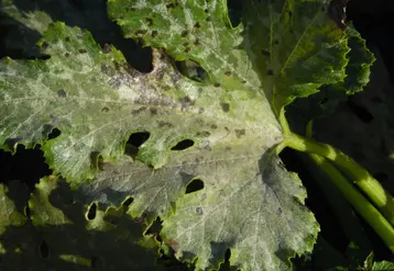 Le mildiou s'exprime par un duvet chamois sur la face inférieure des  feuilles.