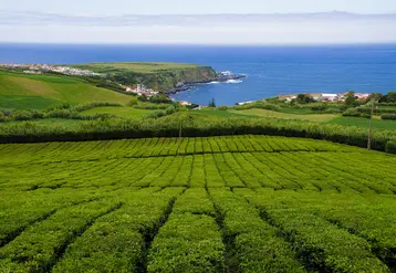 Aux Açores, le thé bénéficie de conditions idéales pour son développement.