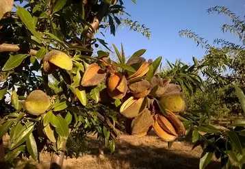 La variété Lauranne est très plantée du fait de ses qualités agronomiques et commerciales. 