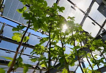 Des essais sont en cours et à venir sur de nouveaux matériaux et concepts photovoltaïques apportant plus de transparence aux plantes et aux résultats d'expérimentation.