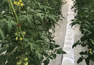 Deux huiles essentielles ont été appliquées sous serre par diffusion passive, via des disques de papiers buvards déposés au sol, afin de tester leur efficacité contre les aleurodes.