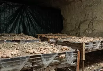 900 tonnes de champignons de Paris sont produites annuellement dans des carrières en Ile-de- France.