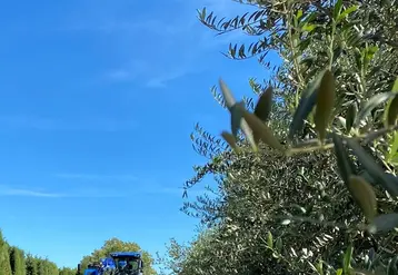 Pour récolter ses amandes en août et ses olives en octobre, le Moulin Saint Pierre utilise un seul et même outil.