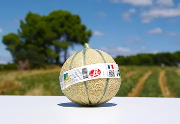 Les surcoûts liés à la loi Agec vont impacter la filière melon qui souffre depuis plusieurs années et a encore vécu une saison 2021 très compliquée.