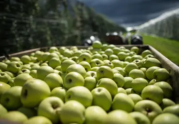 La demande mondiale de pommes est en baisse depuis 2015.