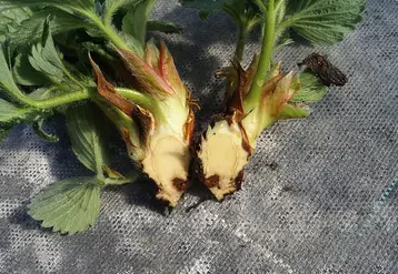 Phytophthora cactorum n’a rien de commun avec P. fragariae. Les dégâts qu’il occasionne se manifestent soit au niveau du rhizome, soit au niveau des fruits.