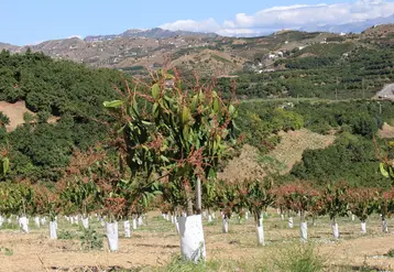 La plantation d’avocatiers est soutenue dans tous les pays du pourtour méditerranéen avec de nouvelles zones de production.