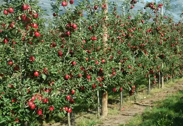 Avec un fruit rouge intense très attractif et une bonne capacité de conservation, Story® Inored cov se conduit très bien en haie fruitière 2D.