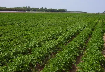 L'Acpel a testé différents systèmes de culture innovants de la pomme de terre primeur, moins dépendants d’une protection phytosanitaire classique dans le contexte de l'île de Ré.