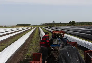 Les longs rangs facilitent l'usage des machines d'assistance à la récolte avec un gain de temps de 30 à 40 % selon les situations.