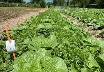 Les espèces de légumineuses testées (lentilles fourragères ici) qui n’ont pas poussé en hauteur, ont peu affecté le développement de la culture pendant les premières semaines après la plantation. 