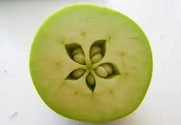 L'excès de pépins dans les fruits favorise l'alternance.