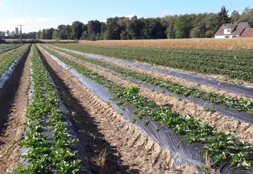 En Alsace, les buttes accueillent deux rangs de fraisiers, alors qu’en Allemagne où la culture sur butte est également développée, un seul rang de fraisiers est planté sur chaque butte.