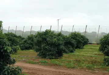 Le microclimat tempéré du nord du Maroc, grâce à la proximité immédiate de la mer, est bien adapté à la culture de l'avocat, même si des protections antigel sont conseillées.