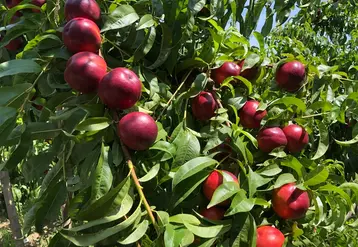 Clariss est la variété de nectarine la plus vendue par PSB cette année.