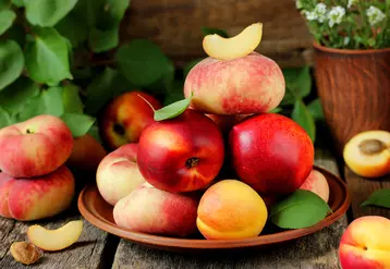 Nectarines, fruits plats et segment des sanguines sont de plus en plus plébiscités par les consommateurs.