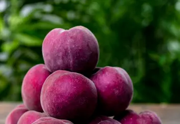 Star Fruits commercialise une gamme de dix variétés de pêches sanguines.