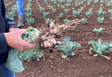 La hernie du chou est due à un champignon qui provoque des galles blanchâtres sur les racines des brassicacées. 