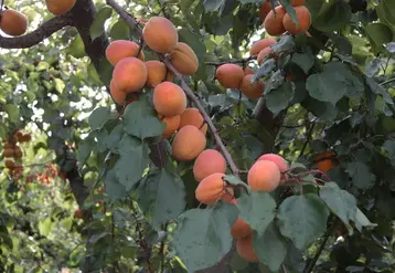 Vertige est une des variétés recommandées autant par les producteurs que par les distributeurs pour une production en agricullture biologique.