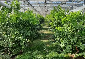 L’agrumiculture sous serre est suivie chez les  adhérents du Ceta de Berre dans le cadre du projet Daccapo Aprel.
