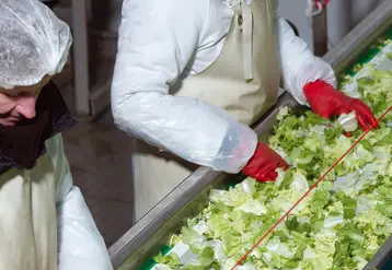 Les entreprises produisant des légumes pour la 4e gamme connaissent des difficultés à cause de la hausse généralisée des coûts de production.